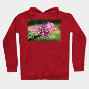 Spider Flowers (#1) Hoodie